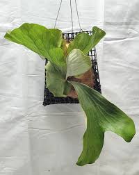 Image result for Platycerium stemaria