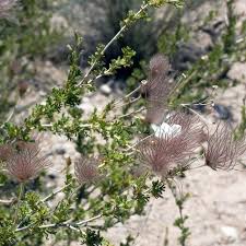 Image result for Iphigenia pauciflora