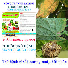 Copper gold 47WP