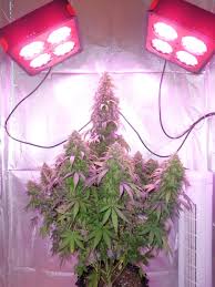 50 best marijuana grow lights to buy right now. Growing Cannabis With Led Grow Lights Dutch Passion Blogs