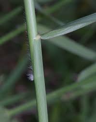 Image result for Urochloa arrecta