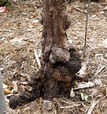 Crown Gall Crop Diseases Farms Com