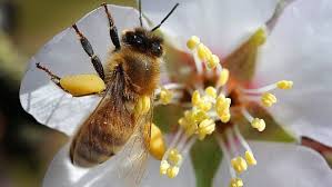 See more ideas about bee friendly, bee friendly flowers, bee. 11 Plants To Make Your Garden Bee Friendly Cbc News