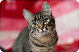 evropejskaya koshka ili keltskaya chistokrovnaya