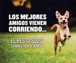 El Mejor Amigo Del Hombre <3 — Steemit