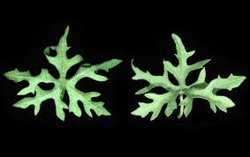 Image result for Coccinia rehmannii