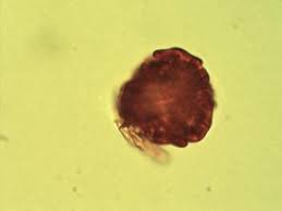 Image result for Brachystegia longifolia