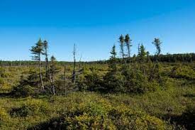 Local Family Donates Rare P E I Land To Nature Conservancy Of Canada Cottage Life