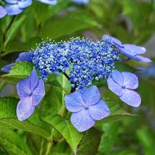 Image result for Hydrangea