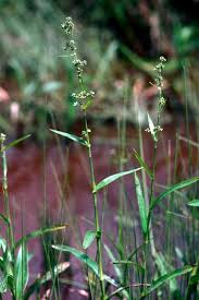 Image result for Fuirena ciliaris