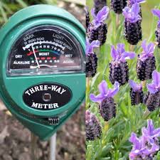 Purchase essential nutritious acid soil available at alibaba.com. Will Lavender Grow In Acidic Soil Gardener Report