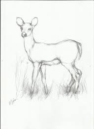 Pencil Drawing Of Deer Simple Line Drawings Of Deer Google Search Charcoal Jpg 745 1024 Easy Animal Drawings Easy Charcoal Drawings Animal Sketches
