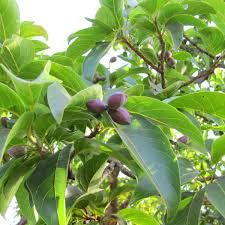 Image result for Terminalia mollis