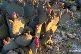 Cactus and desert plants also check out our group on facebook. Cactus Loop Modern Hiker