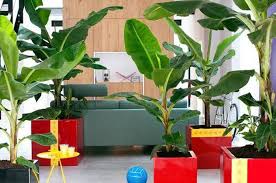 Bibit tanaman hias pisang katak. Tanaman Hias Tak Melulu Bunga Pohon Pisang Bisa Bikin Rumah Cantik