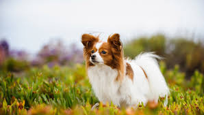 Papillon All About Dogs