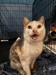 Mama June was HOSPITALIZED in a critical condition