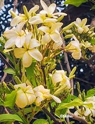 Image result for Blepharispermum pubescens