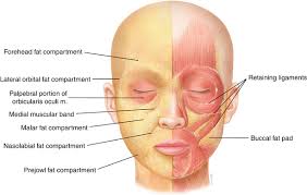 The masseter is the largest and. General Anatomy Of The Face And Neck Springerlink