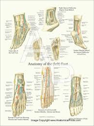 Loose ligaments can be a result of injury during sporting activities or over exertion of the legs and arms during daily activity. Foot Anatomy Poster Foot Anatomy Ankle Anatomy Anatomy