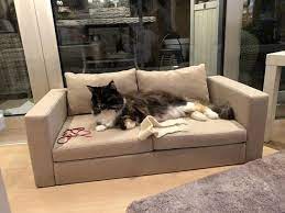 Mini Copy Of Ikea Sofa For Big Cat Two Cats Dog Sofa Bed Sofabed Dog Sofa Bed Dog Sofa Dog Furniture