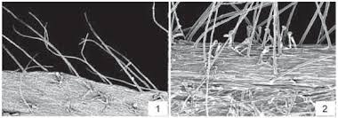 Image result for Zygophlebia villosissima