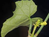 Image result for Corallocarpus epigaeus