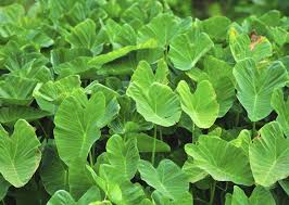So you been asking yourself are cactus poisonous? 10 Household Plants That Are Dangerous To Dogs And Cats