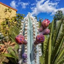 Image result for Sesamothamnus lugardii