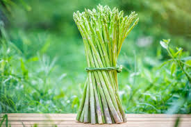 Image result for Asparagus psilurus