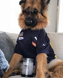 Gsd Hunter Gsd Puppies German Shepherd Pictures German Shepherd