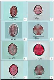 Image result for Cassia thyrsoidea