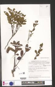 Image result for Anisophyllea quangensis