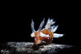 Image result for Rinorea elliptica