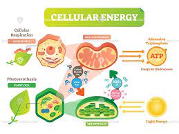 Cellular respiration is the process through which cells convert fuel into energy and nutrients. Animal And Plant Cell Energy Cycle Vector Illustration Diagram Plant And Animal Cells Plant Cell Photosynthesis And Cellular Respiration
