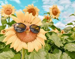 ひまわりの待ち受け壁紙10選おしゃれで夏らしい向日葵画像の効果は