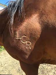 This type of brand is applied on the neck or. February 2017 Rescued Horses Saved Again Due To Freeze Brands