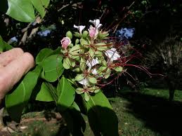 Image result for Intsia