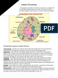 Maybe you would like to learn more about one of these? Animal Cell Anatomy Anatomy Drawing Diagram