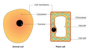 Diagram of animal cell simple. Structure Biology Notes For Igcse 2014