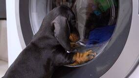 Cute Dachshund Puppy Watches How Wet Dirty Clothes Spin In Drum Of Washing Machine Lazy Baby Dog Thinks It Is Toy And Stock Video Video Of Linen Home 196747819