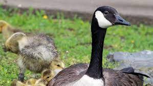 Huge sale on goose decoys now on. Geese Growing In Numbers And In Annoyances