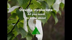 Image result for Gnidia involucrata