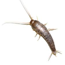 Inside the home, silverfish tend to congregate in humid areas like basements, attics, and bathrooms. Silverfish In Maryland Solutions Viking Pest Control