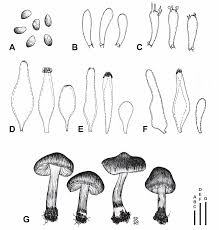 Image result for Inocybe hystrix