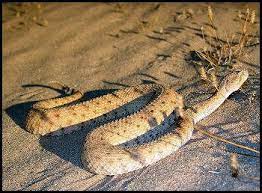 A Comprehensive List Of The Venomous Snakes Found In The Desert Snake Snake Venom Pics Of Snakes