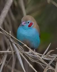 Bird With Red Cheeks Pin By Rebecca Osburn On Birds White Eyes Horse Pictures Brown Legs