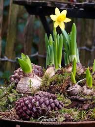 Immer Im Januar Gartenbuddelei Gartenbuddelei Pflanzen Garten