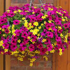 Top Super Hanging Flower Basket Ideas Hanging Flower Baskets Hanging Flowers Plants For Hanging Baskets