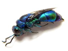 身近なムシのくらし|こぼれ話｜ブログ|金沢動物園公式サイト｜公益財団法人 横浜市緑の協会